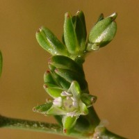 Polycarpon prostratum (Forssk.) Asch. & Schweinf.